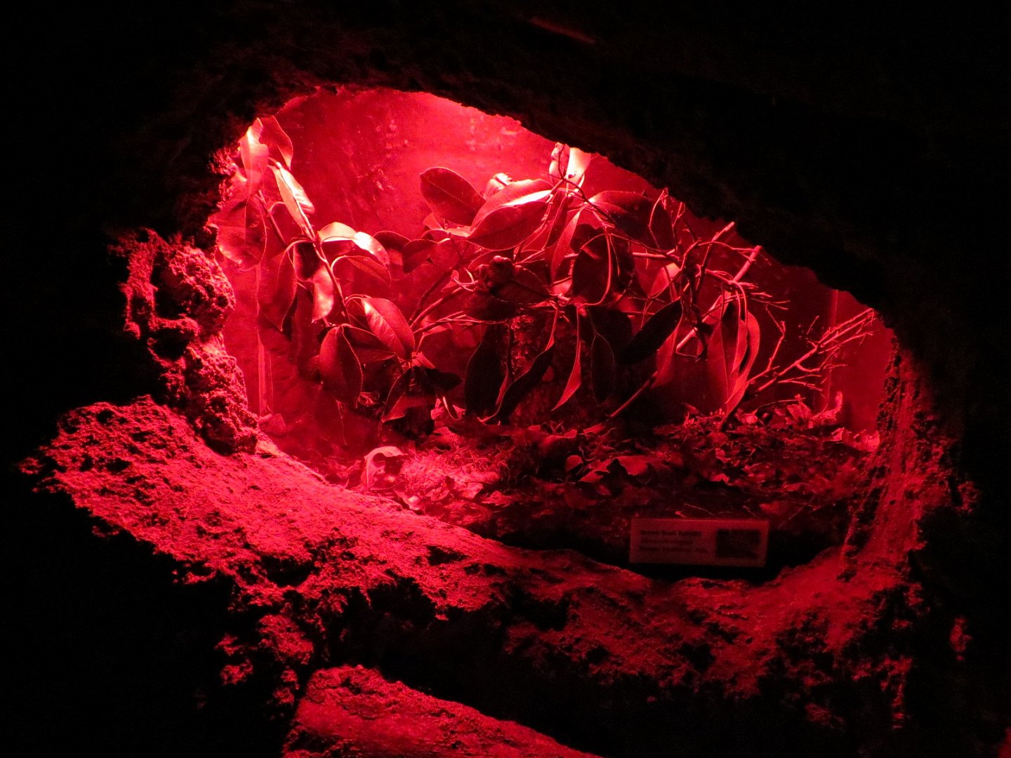 Bugarium - Night In The Jungle - Brown Bush Katydid Exhibit