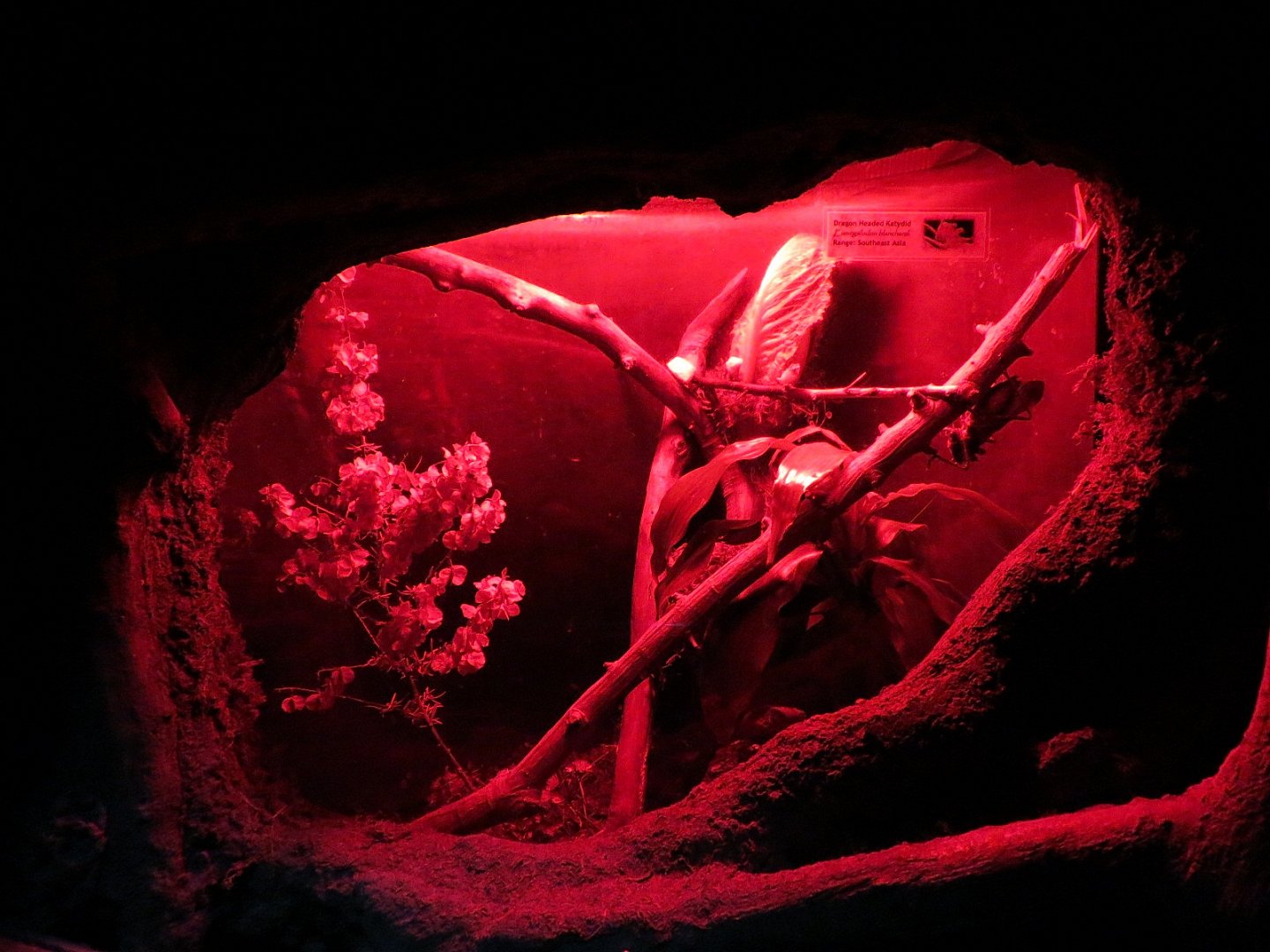 Bugarium - Night In The Jungle - Dragon Headed Katydid Exhibit