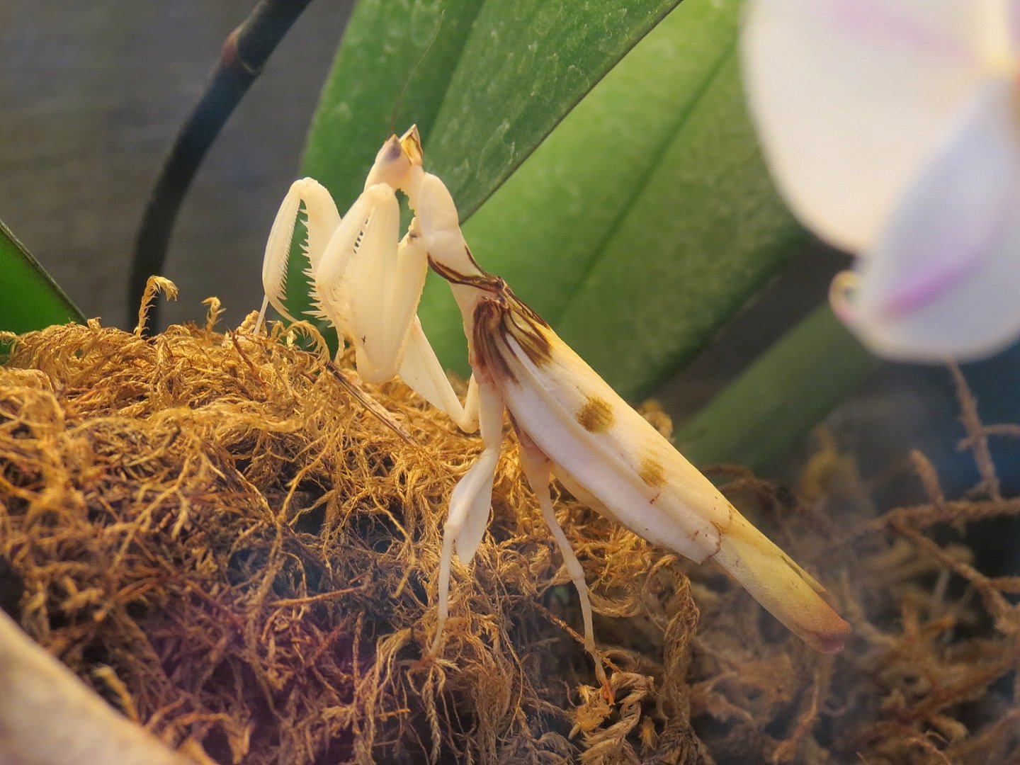 Bugarium - Orchid Mantis Exhibit