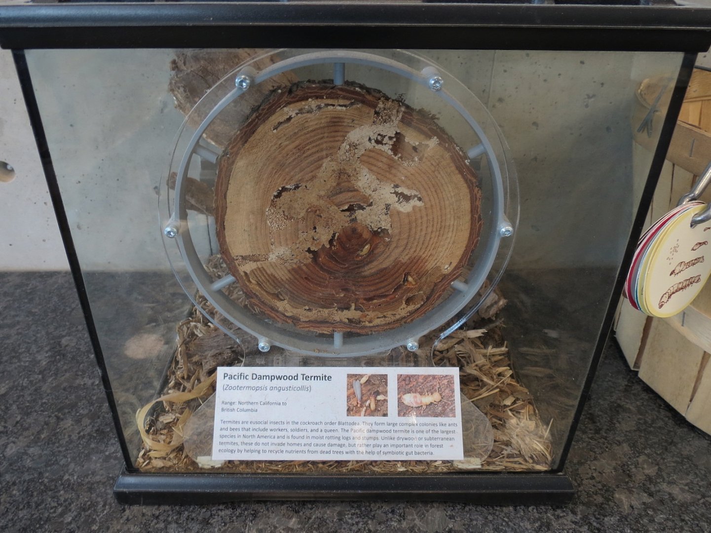 Bugarium - Pacific Dampwood Termite Exhibit