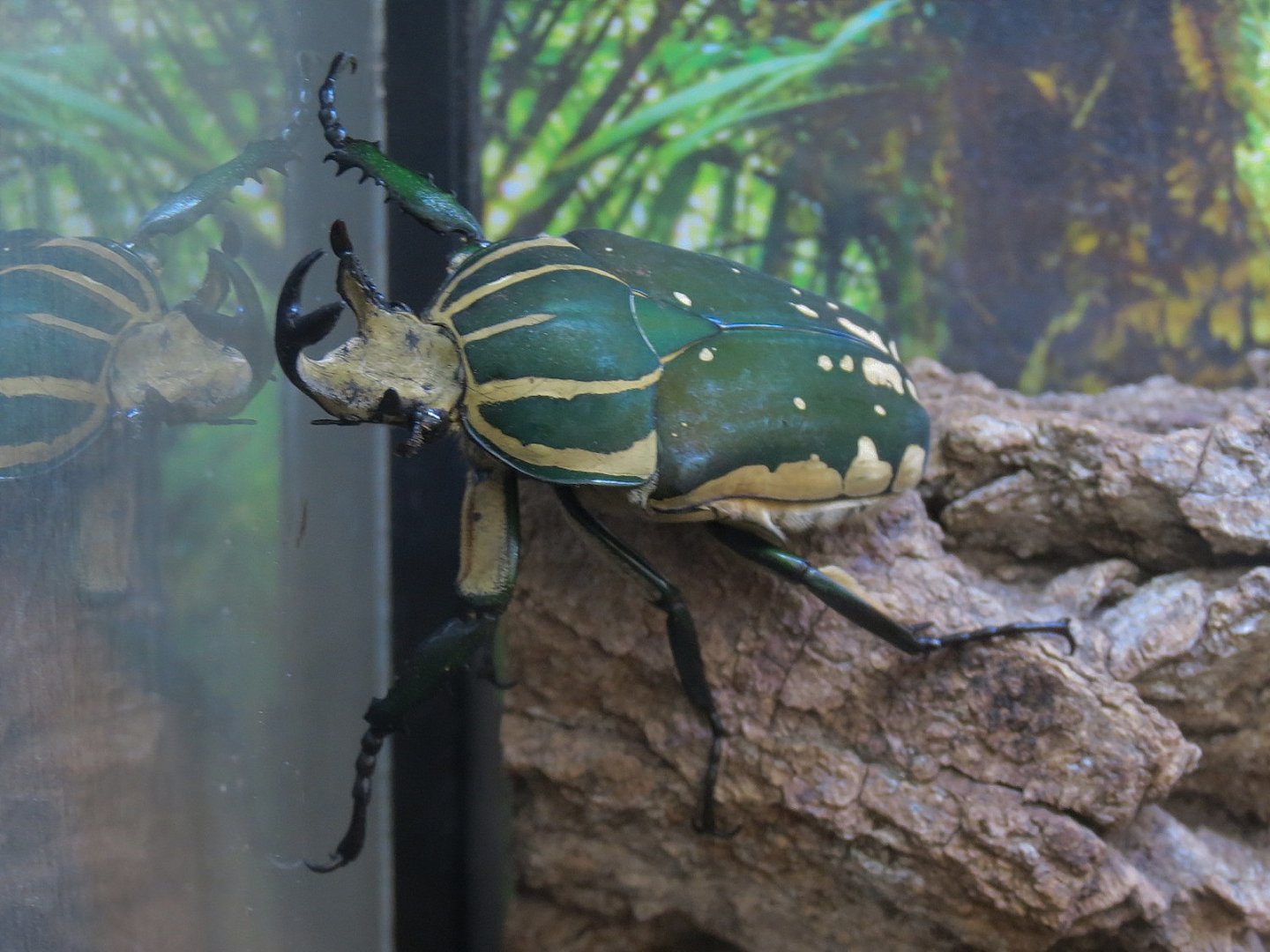 Bugarium - Polyphemus Beetle Exhibit