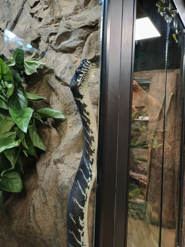 Bugatti the Boelen's Python (11/14/24)