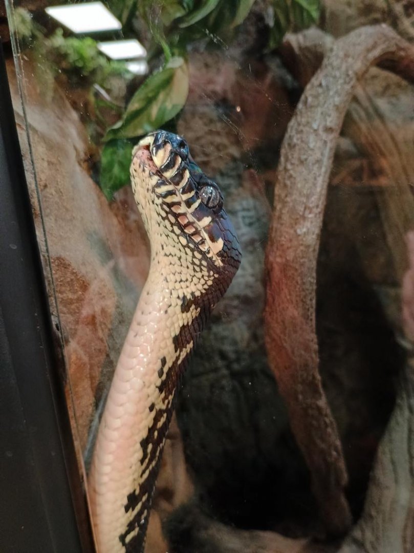 Bugatti the Boelen's Python (11/14/24)