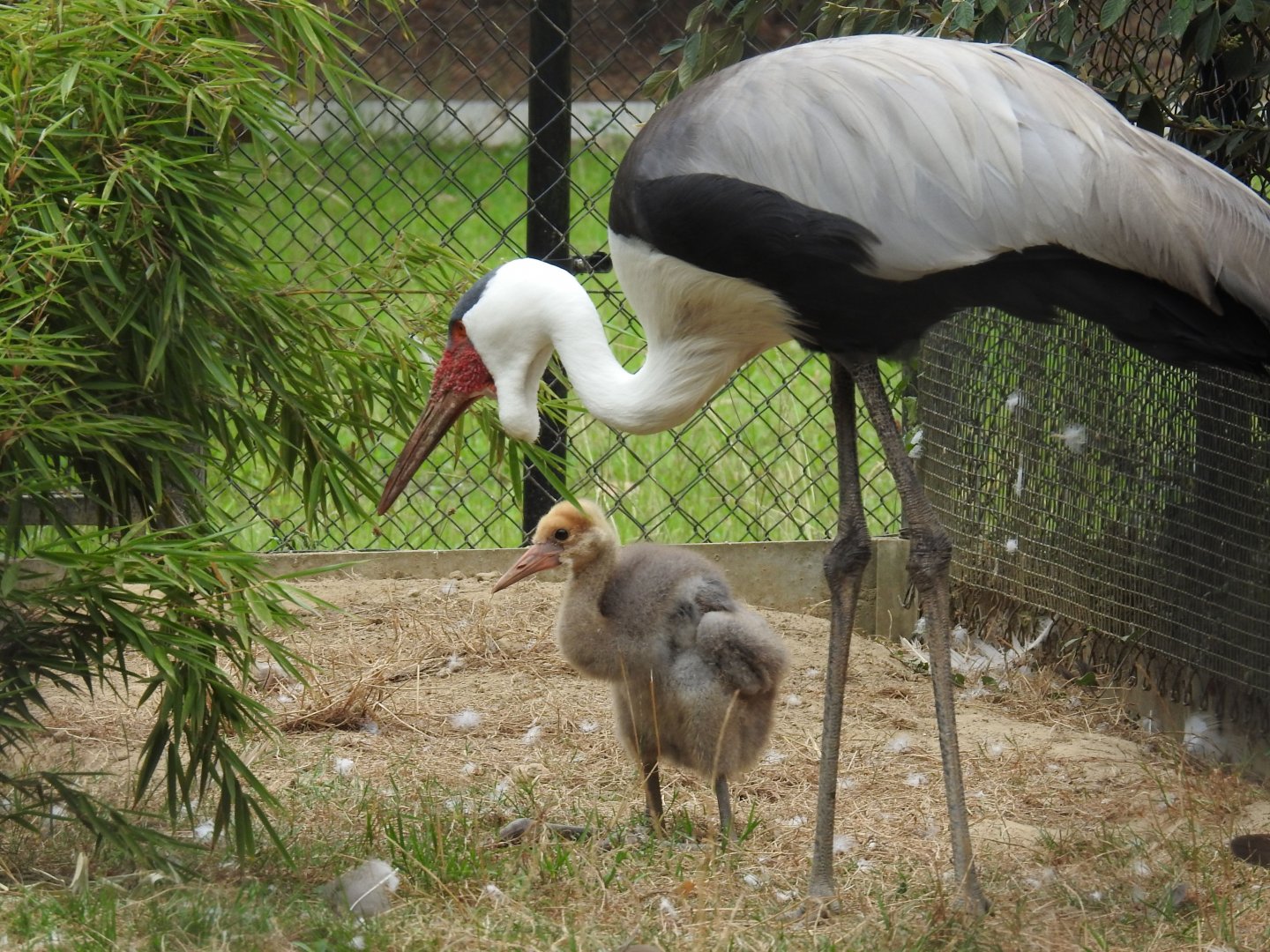 Bugeranus carunculatus