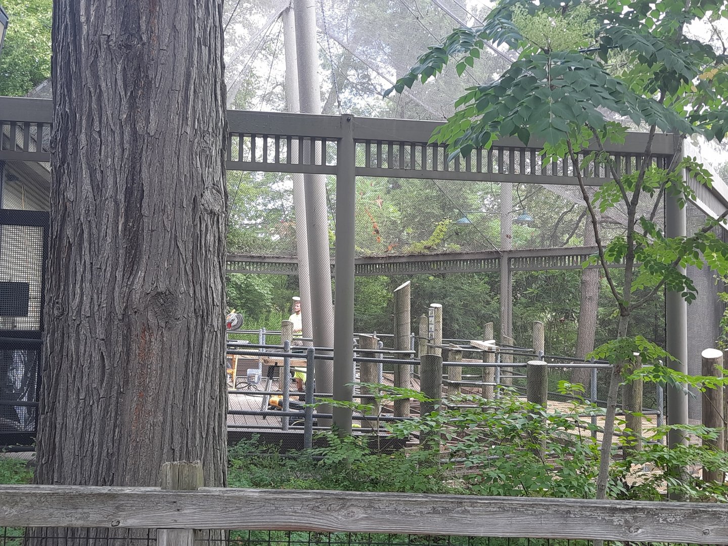 Bugideer Aviary Construction