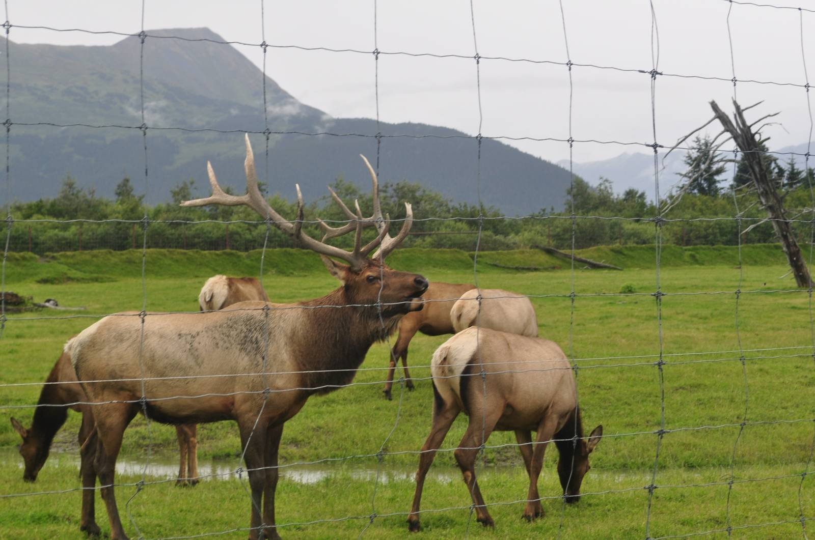 Bugling Roosevelt Elk Bull