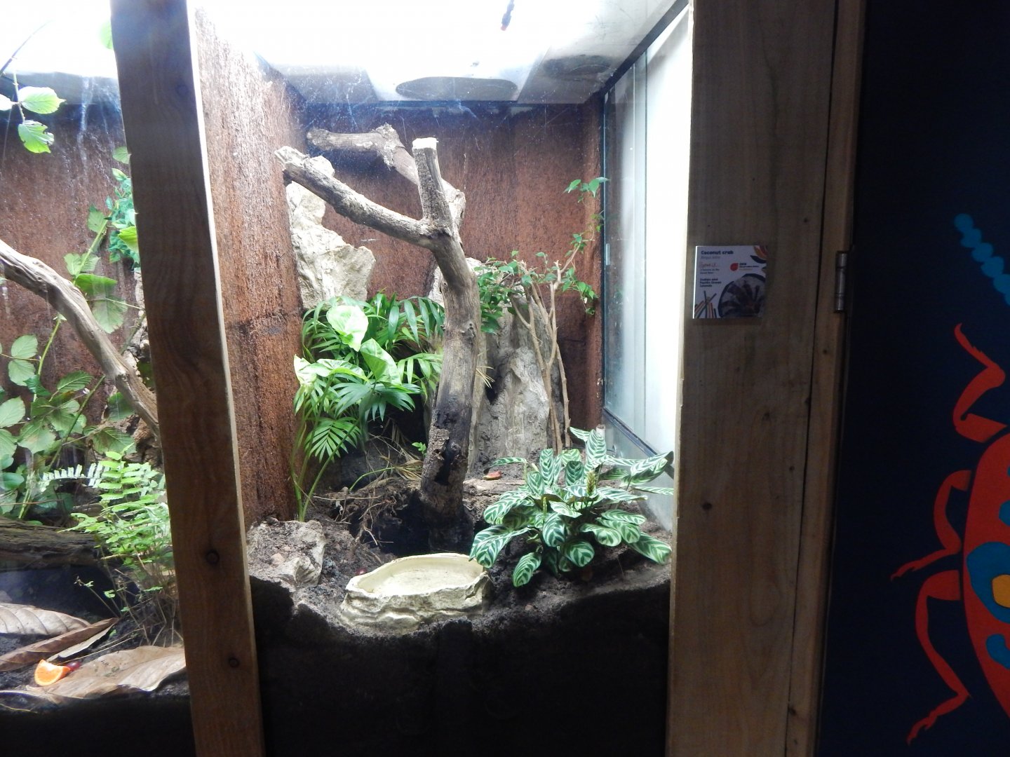 Bugs at Home - Coconut crab exhibit 050224