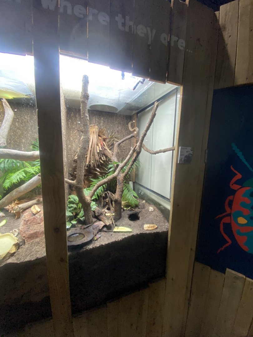 Bugs at Home - Coconut crab exhibit 111224