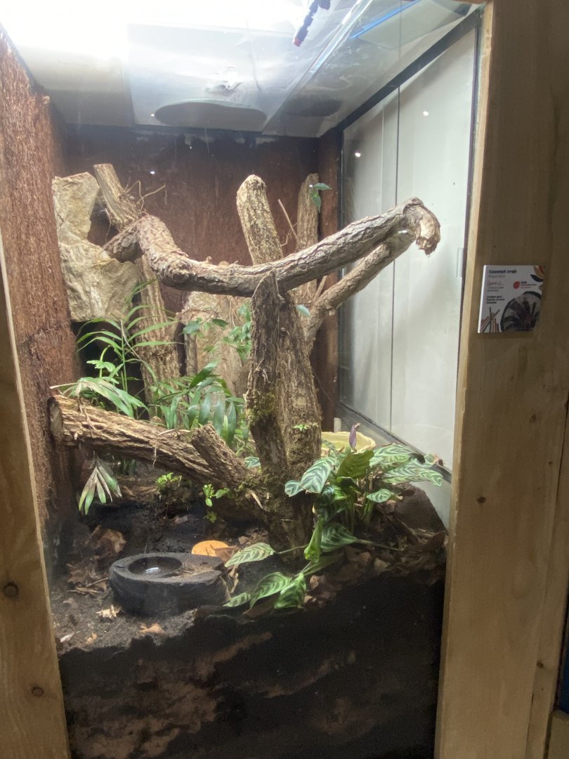 Bugs at Home - Coconut crab exhibit 130624