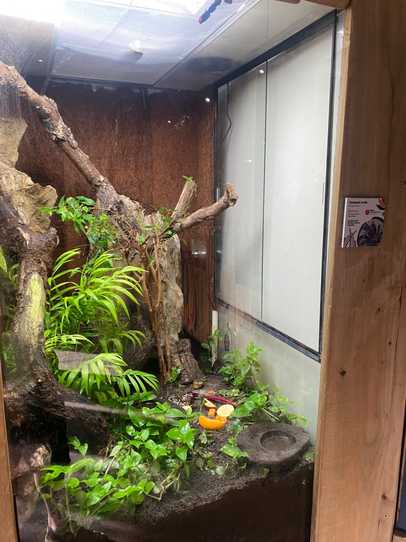 Bugs at Home - Coconut crab exhibit 290923