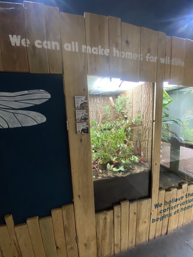 Bugs at Home exhibit 130624