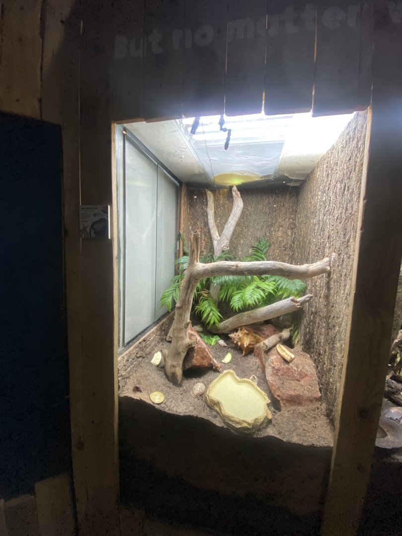 Bugs at Home - Land hermit crab exhibit 111224