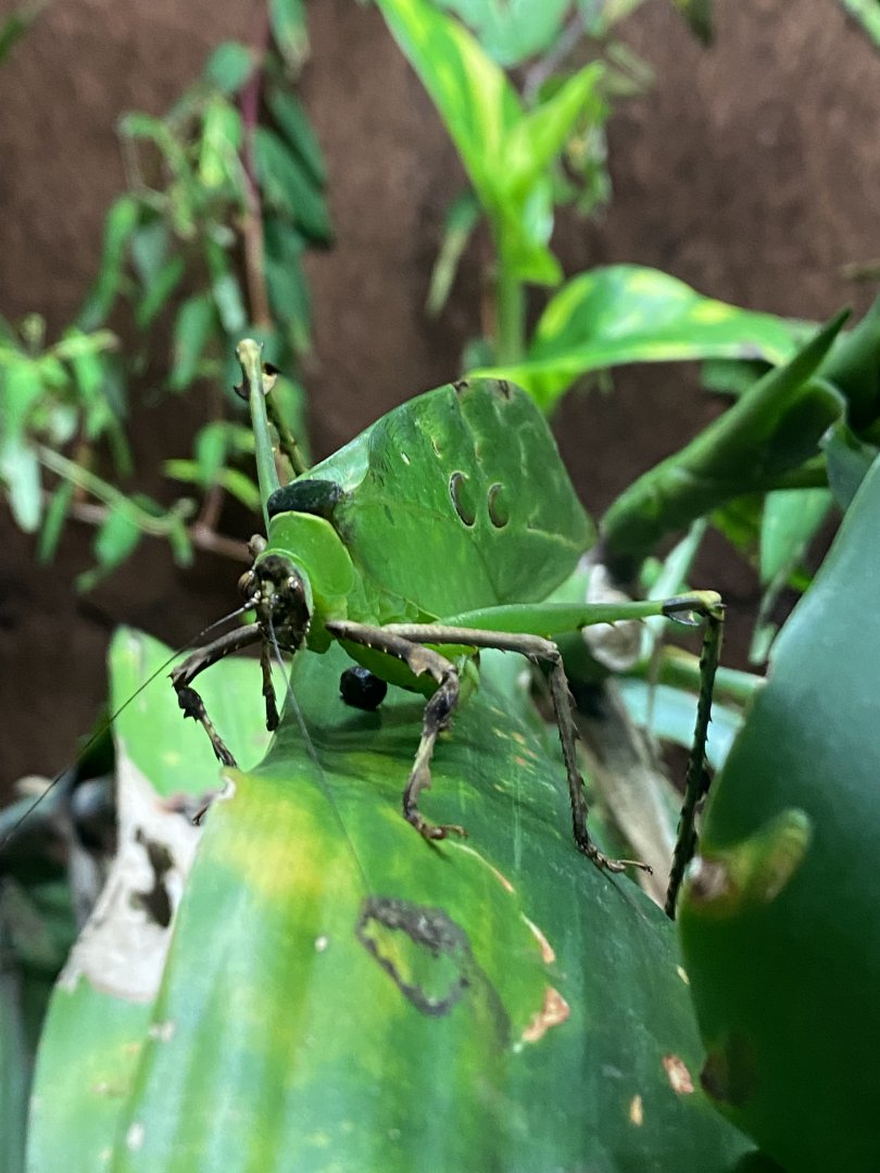 Bugs at Home - Malaysian leaf katydid 130624