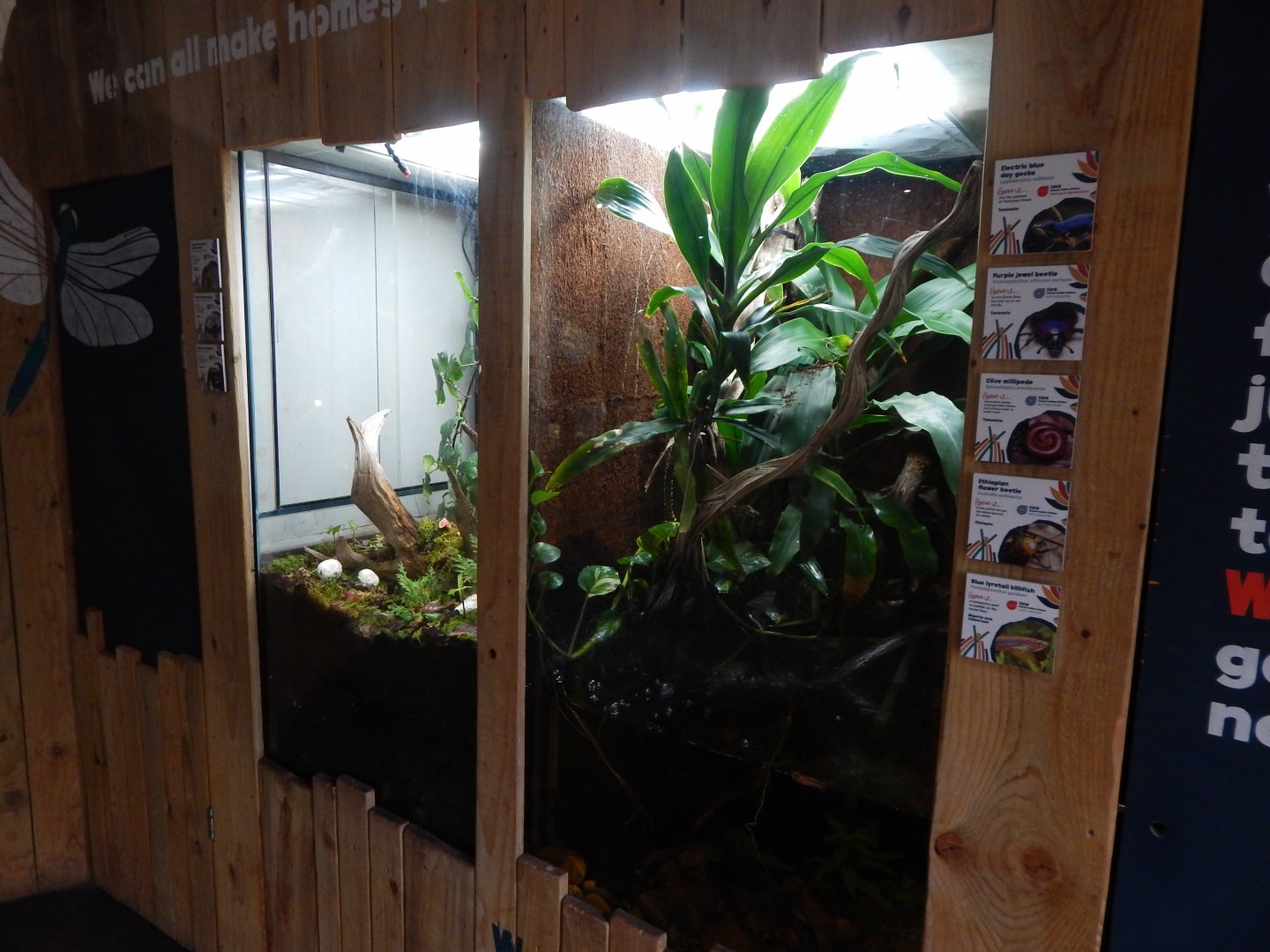 Bugs at Home - mixed exhibit 050224