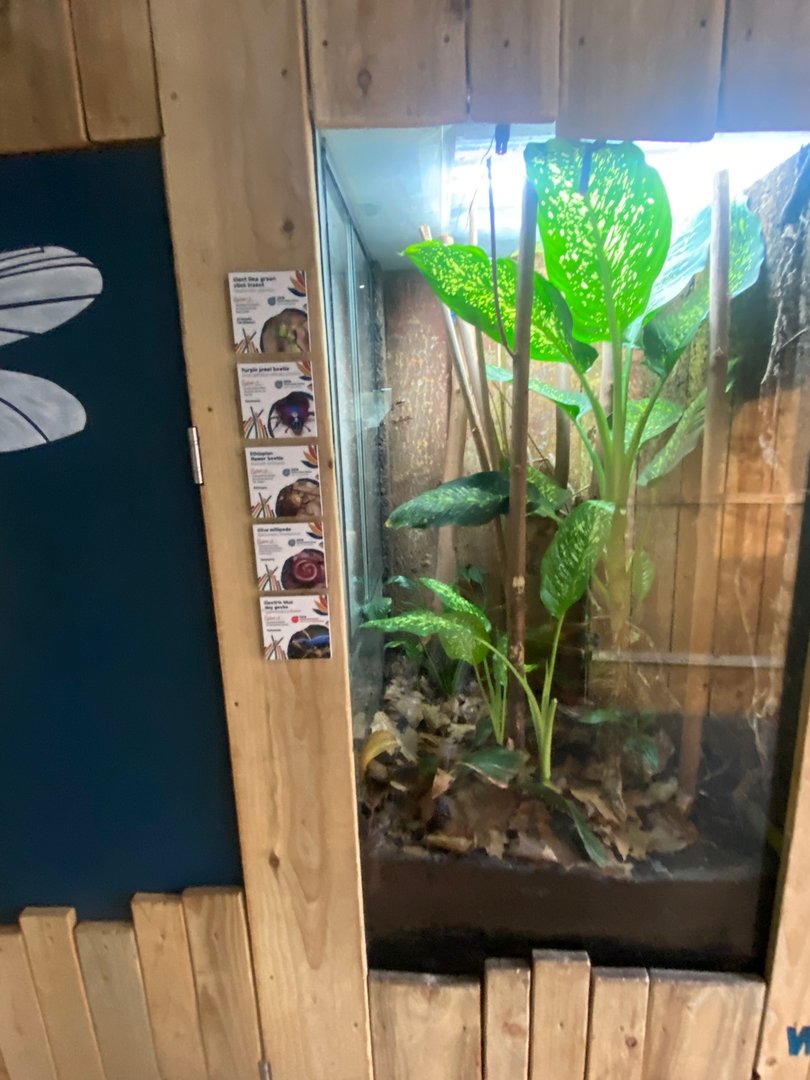 Bugs at Home - Mixed exhibit 161222