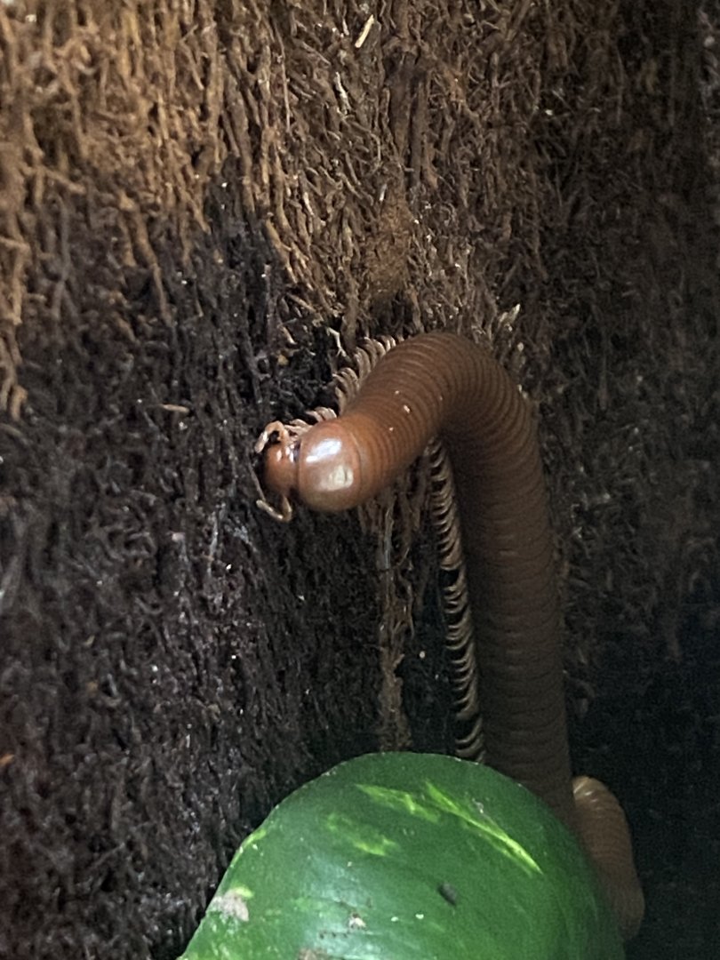 Bugs at Home - Olive millipede 130624