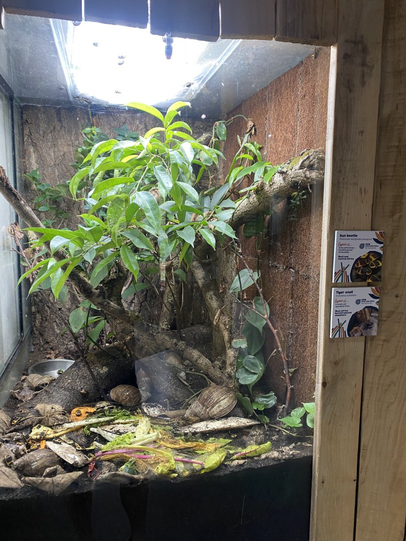 Bugs at Home - Sun beetle and Tiger snail exhibit 130624