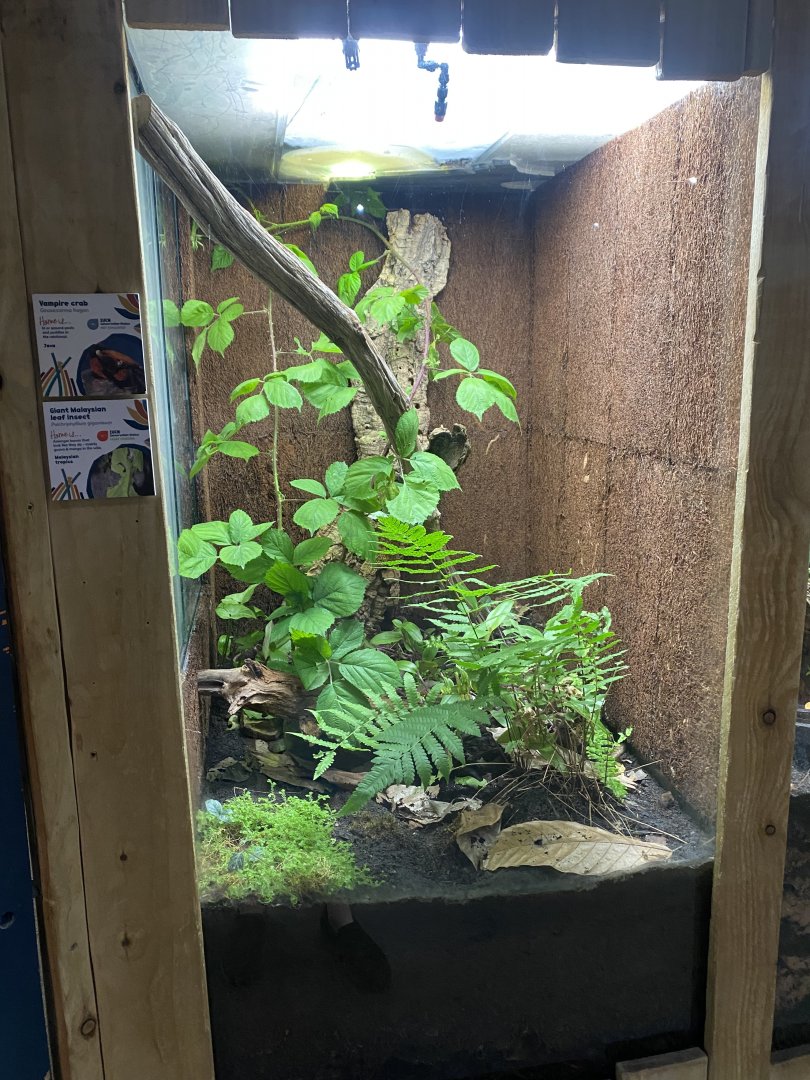 Bugs at Home - Vampire crab and Giant Malaysian leaf insect exhibit 130624