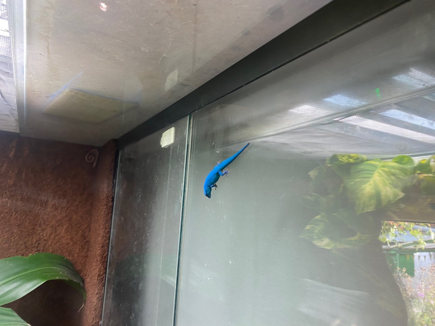 Bugs at Home - Williams’ electric blue gecko 290923