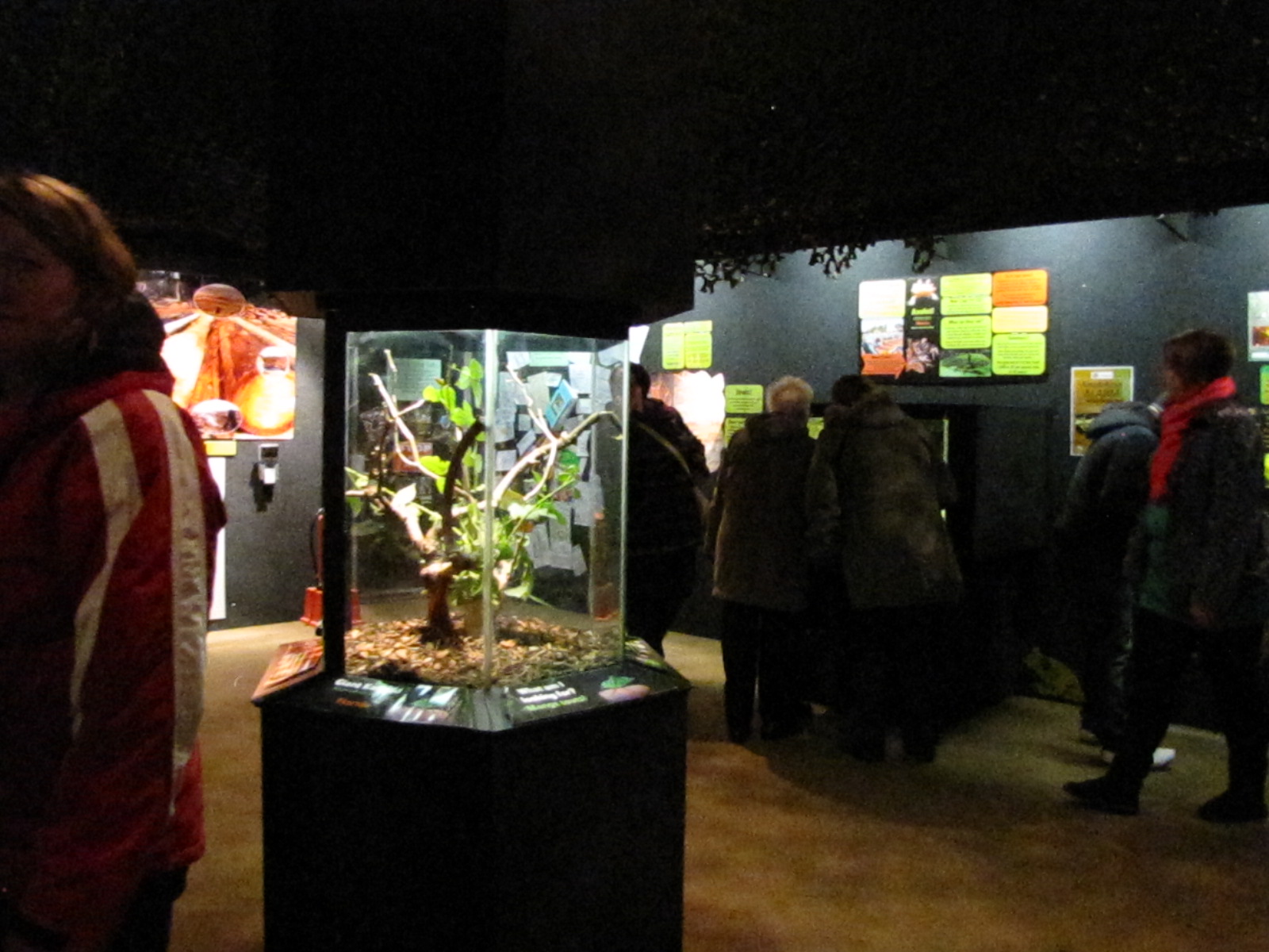 Bugs exhibits at Bugs of Fun open evening