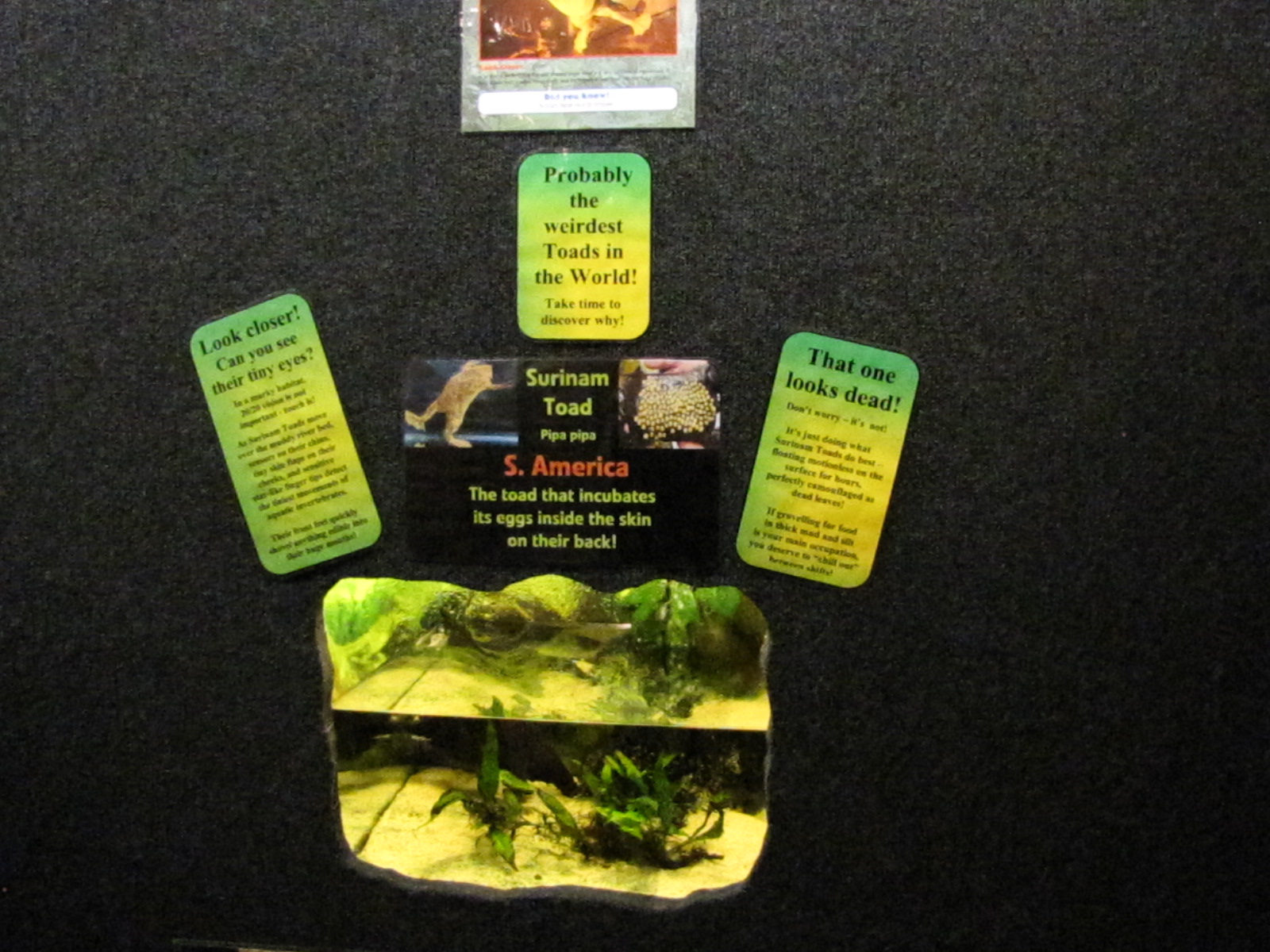 Bugs of Fun open evening