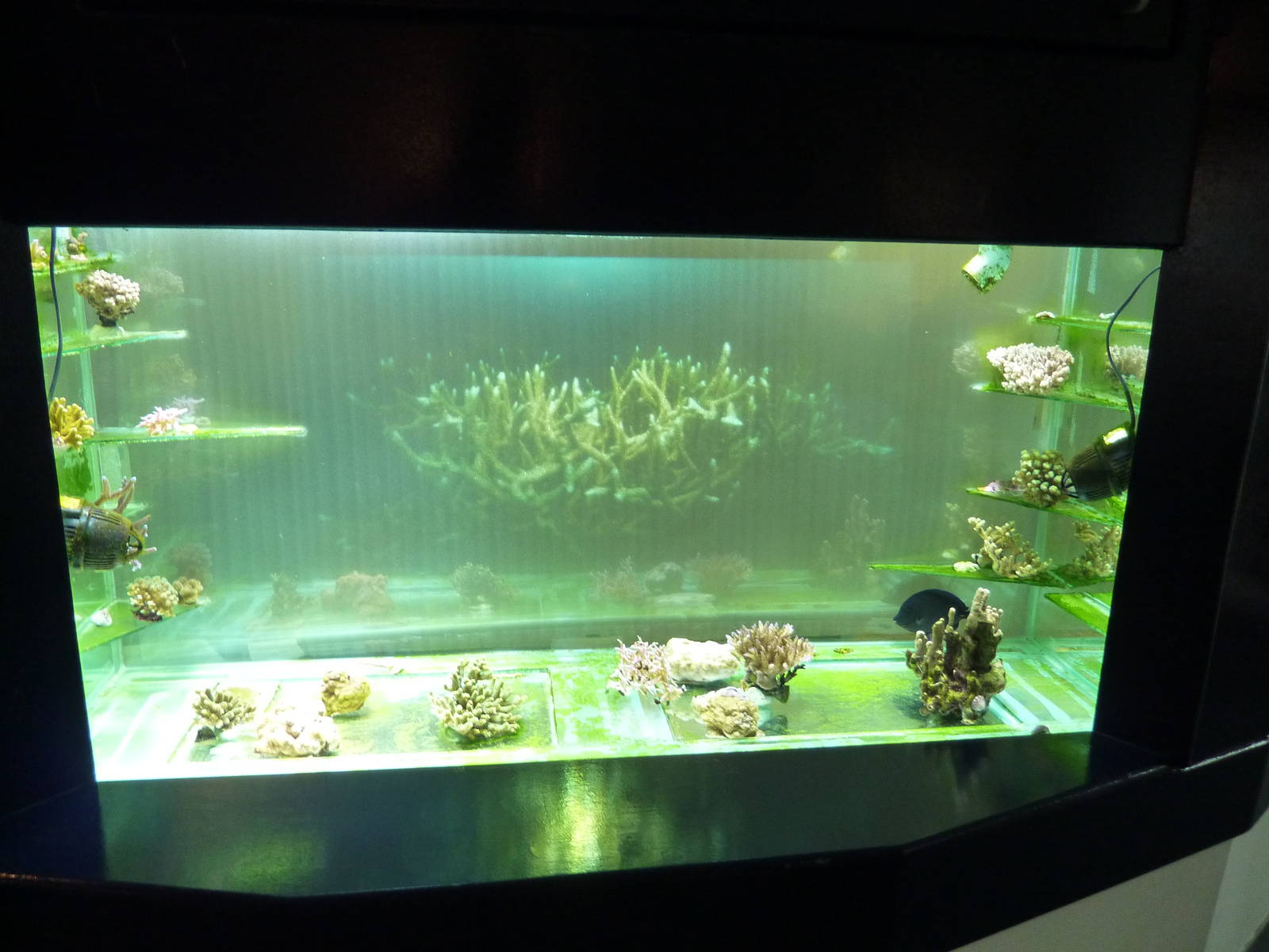 BUGS projected video