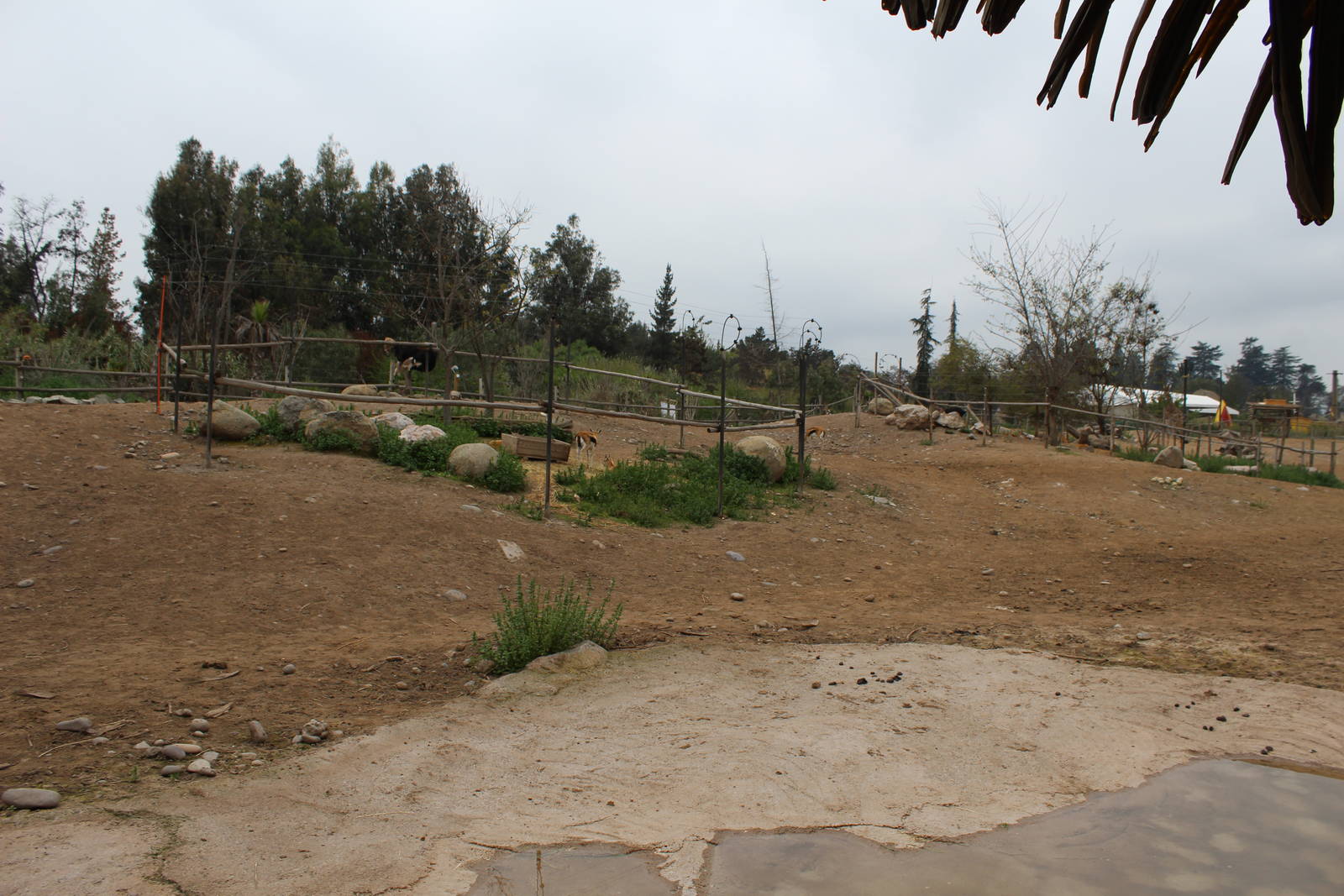 Buin Zoo - African Savanna Exhibit (giraffe, ostrich and thomson's gazelle)