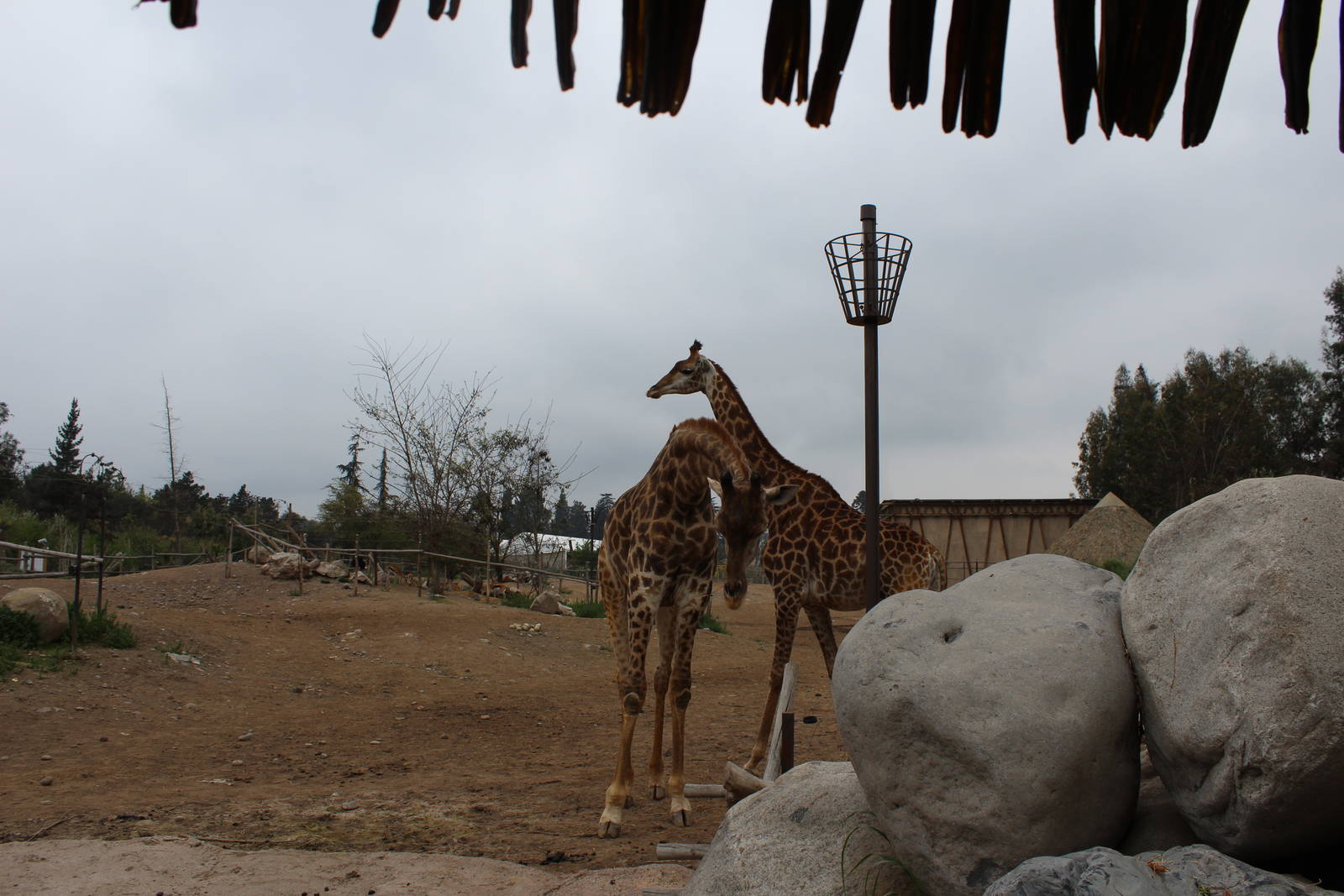 Buin Zoo - African Savanna Exhibit (giraffe, ostrich and thomson's gazelle)