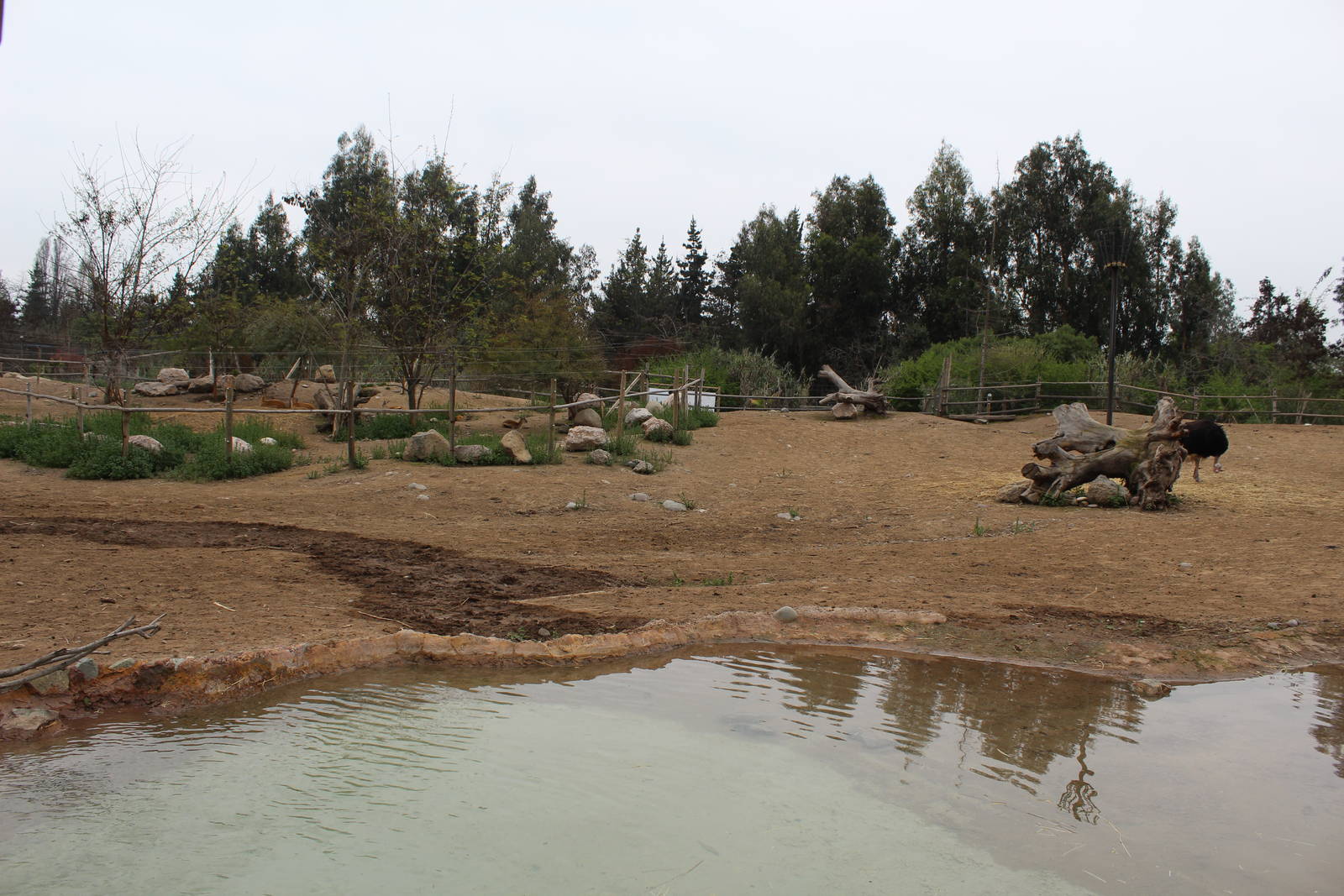 Buin Zoo - African Savanna Exhibit (giraffe, ostrich and thomson's gazelle)