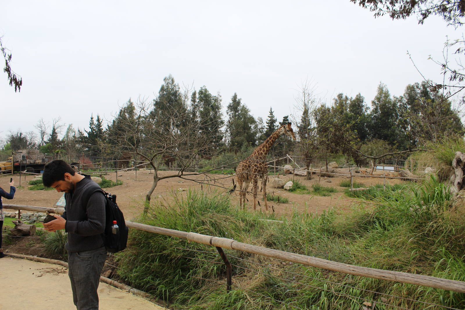 Buin Zoo - African Savanna Exhibit (giraffe, ostrich and thomson's gazelle)