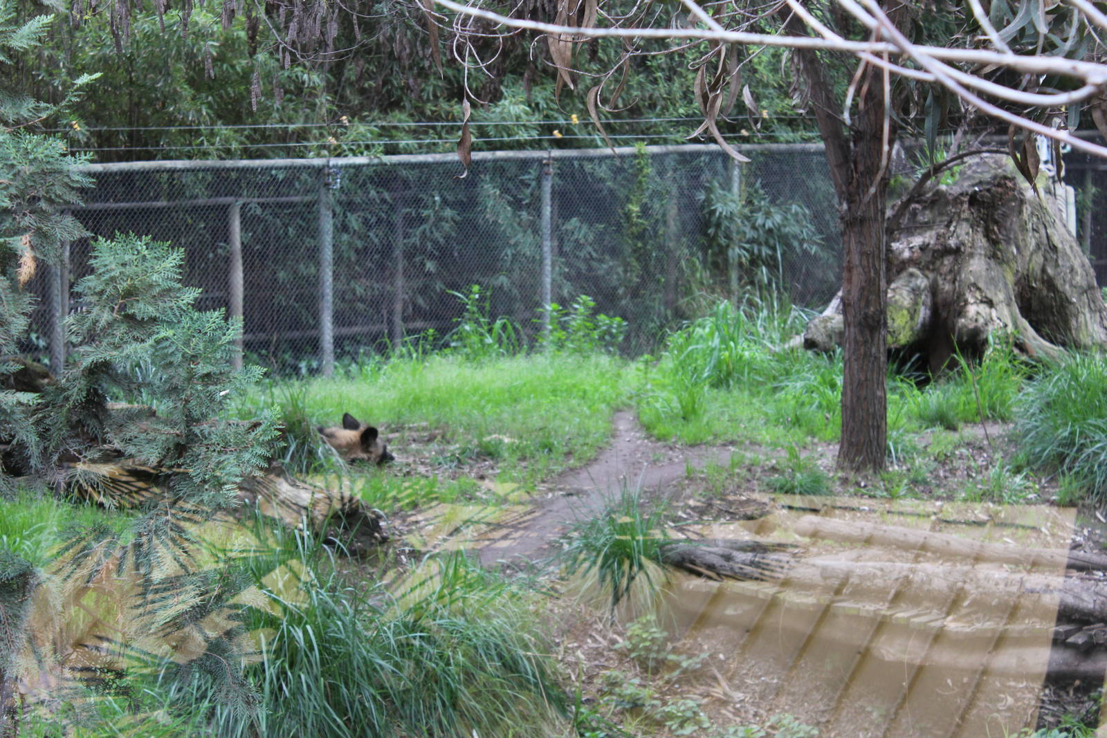 Buin Zoo - African Wild Dog Exhibit