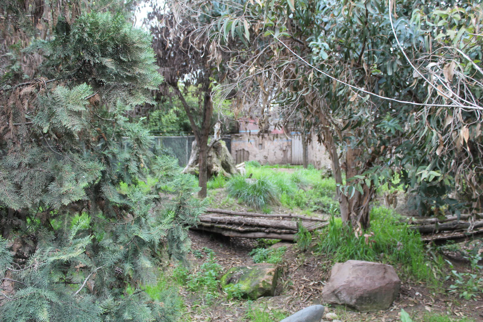 Buin Zoo - African Wild Dog Exhibit