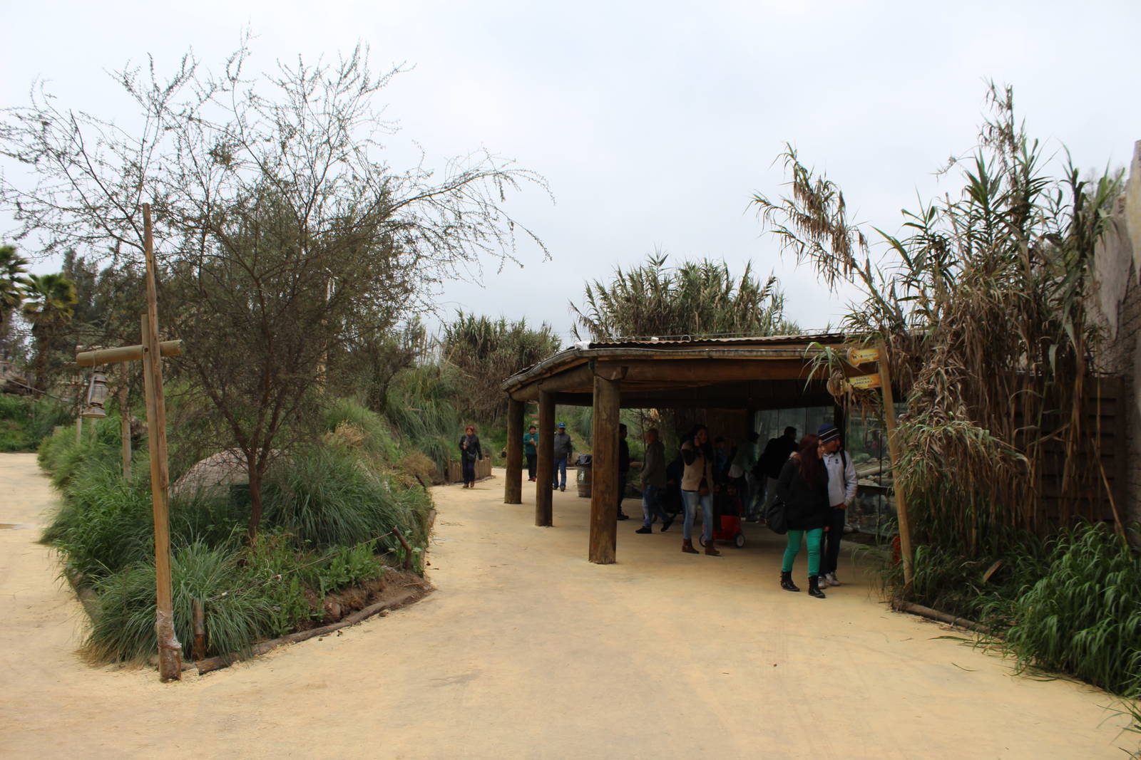 Buin Zoo - Lion Exhibit