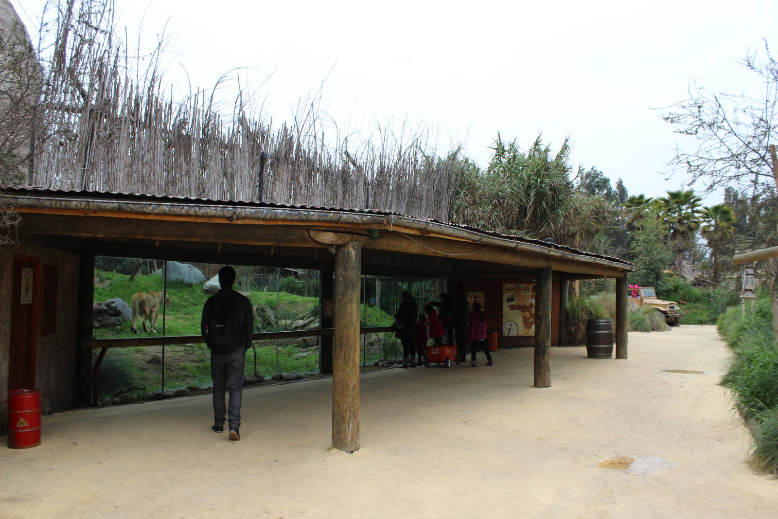 Buin Zoo - Lion Exhibit