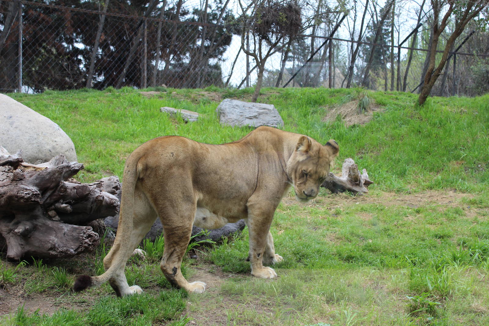 Buin Zoo - Lion Exhibit