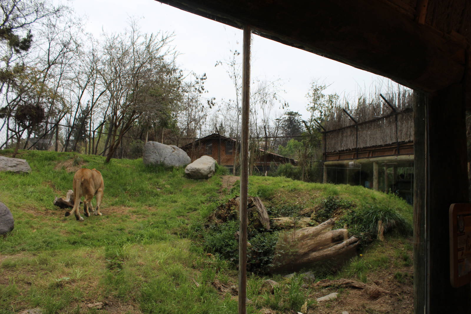 Buin Zoo - Lion Exhibit