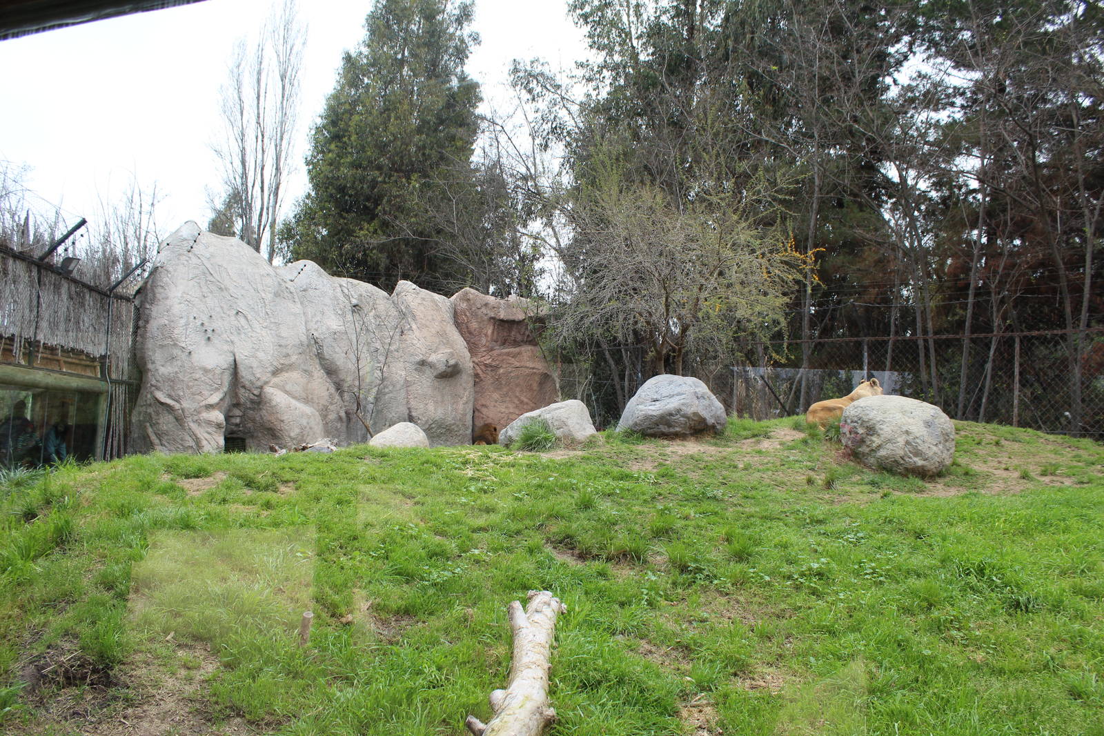Buin Zoo - Lion Exhibit