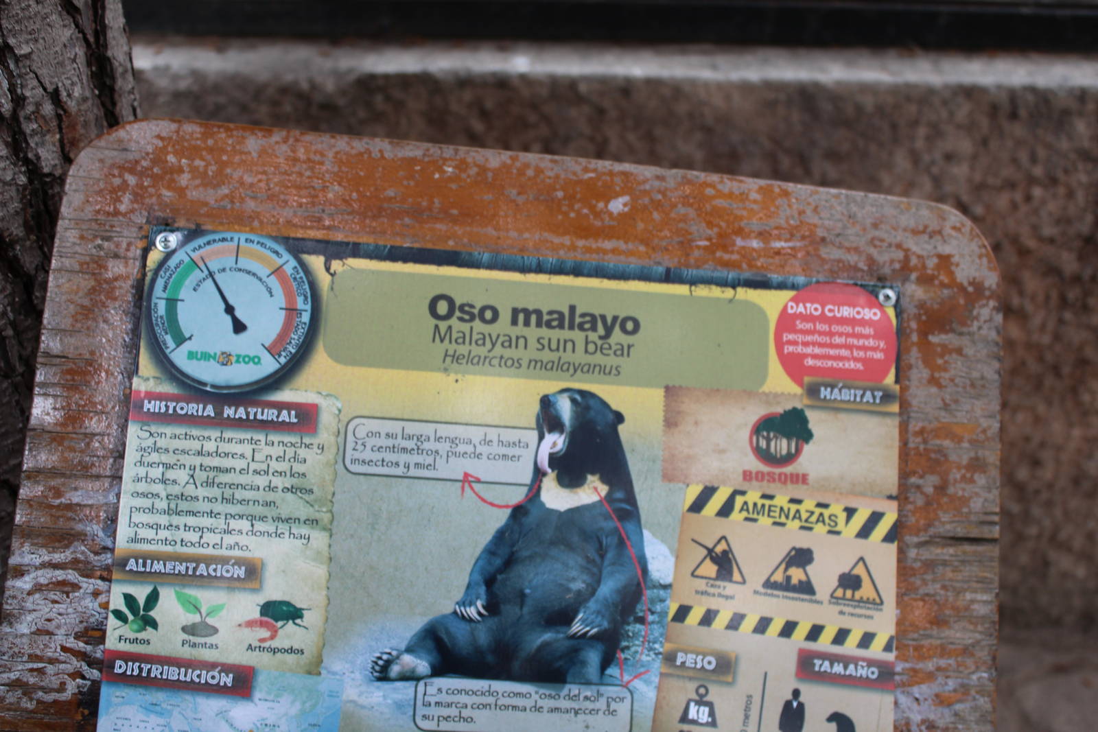 Buin Zoo - Malayan Sun Bear Exhibit