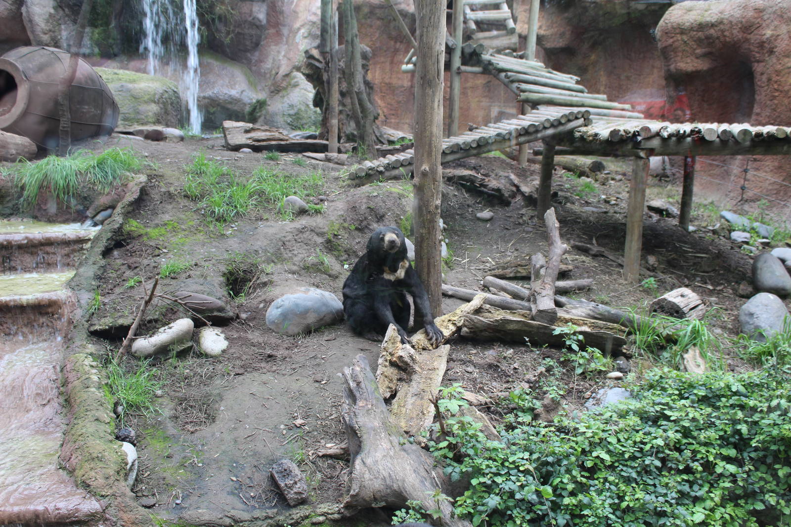 Buin Zoo - Malayan Sun Bear Exhibit
