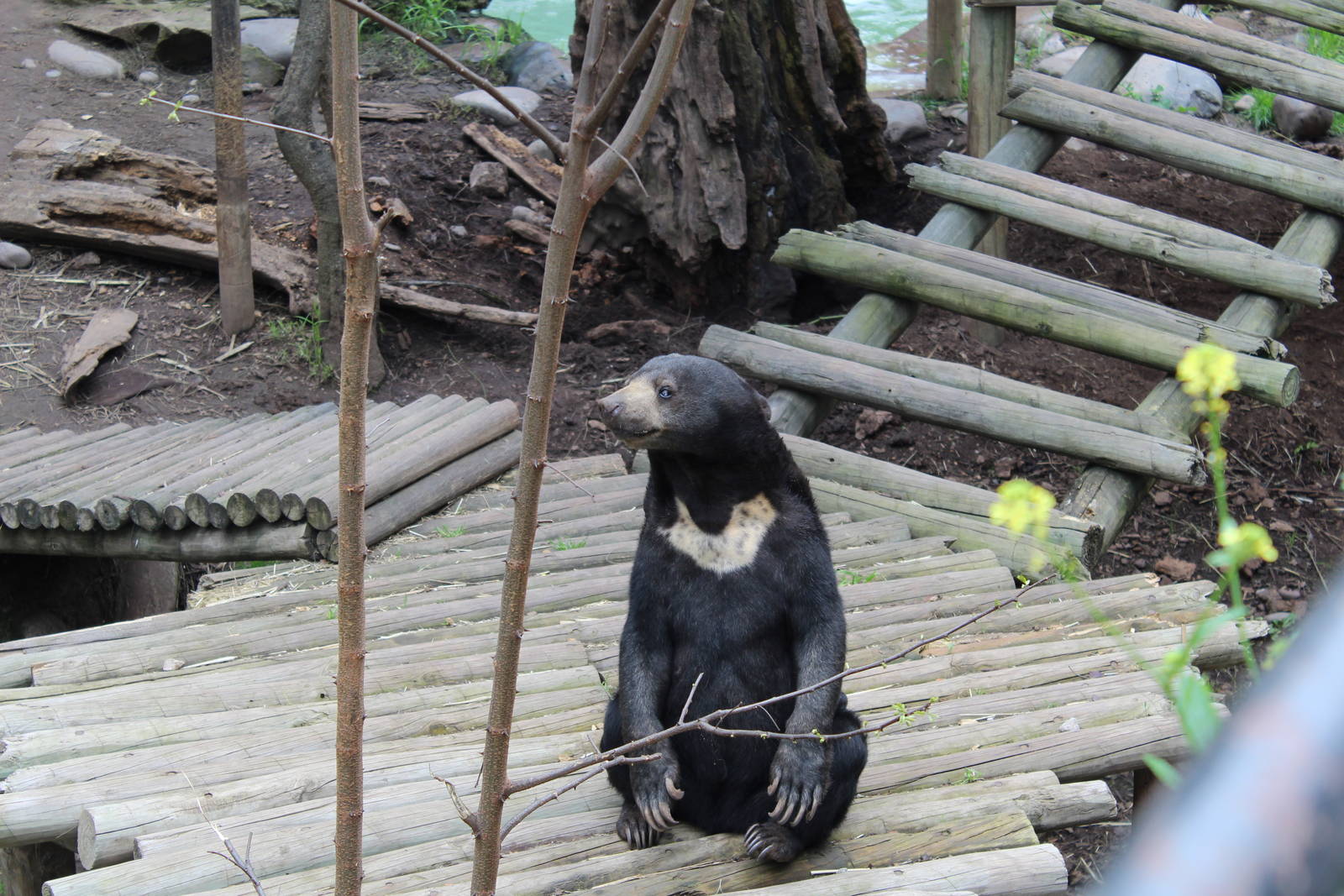 Buin Zoo - Malayan Sun Bear Exhibit