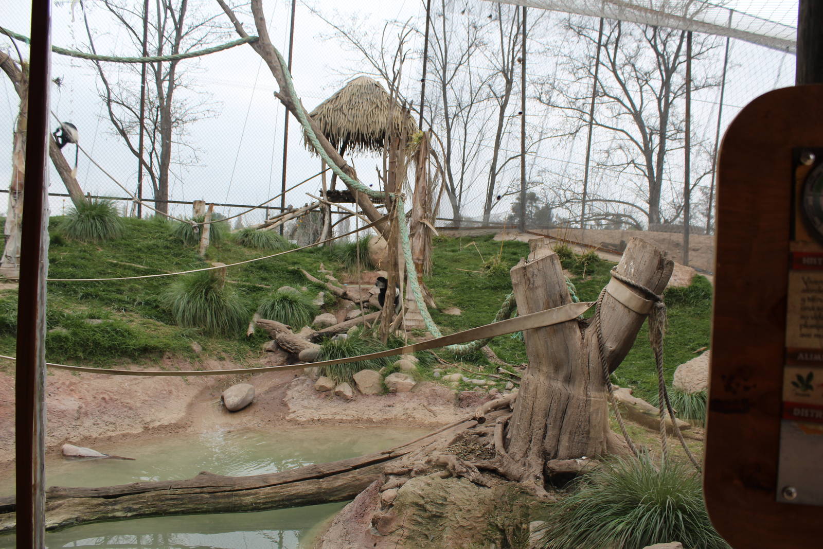Buin Zoo - Mantled guereza, crested guineafowl and chestnut teal exhibit