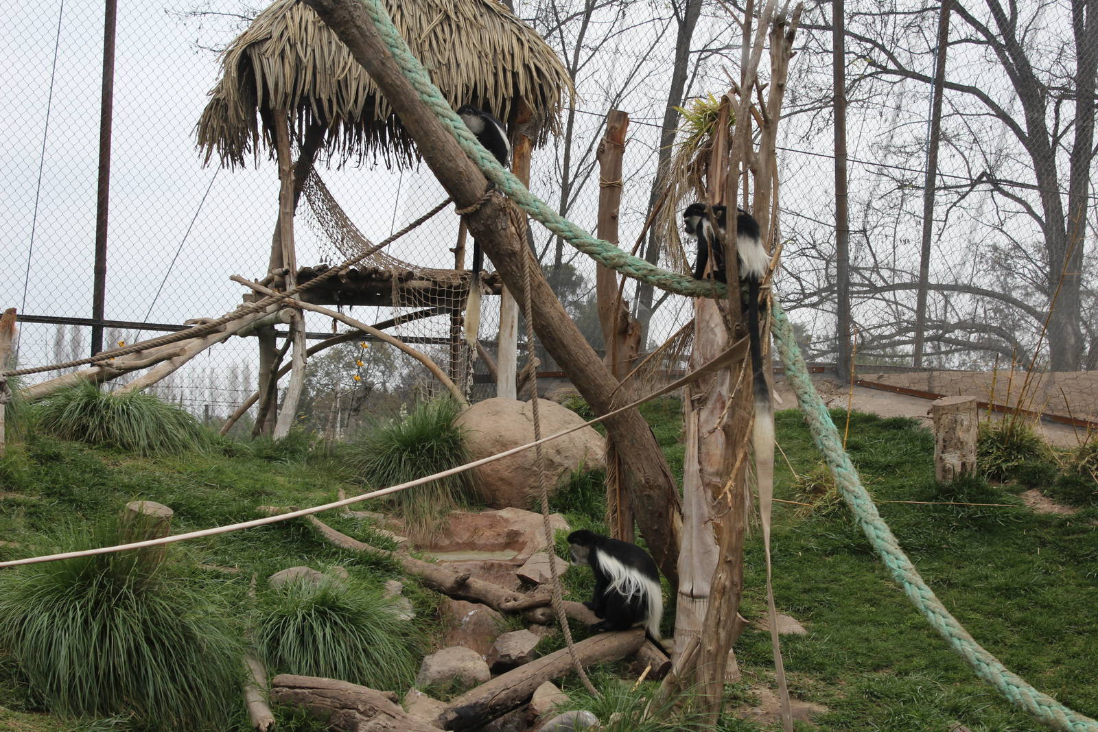 Buin Zoo - Mantled guereza, crested guineafowl and chestnut teal exhibit