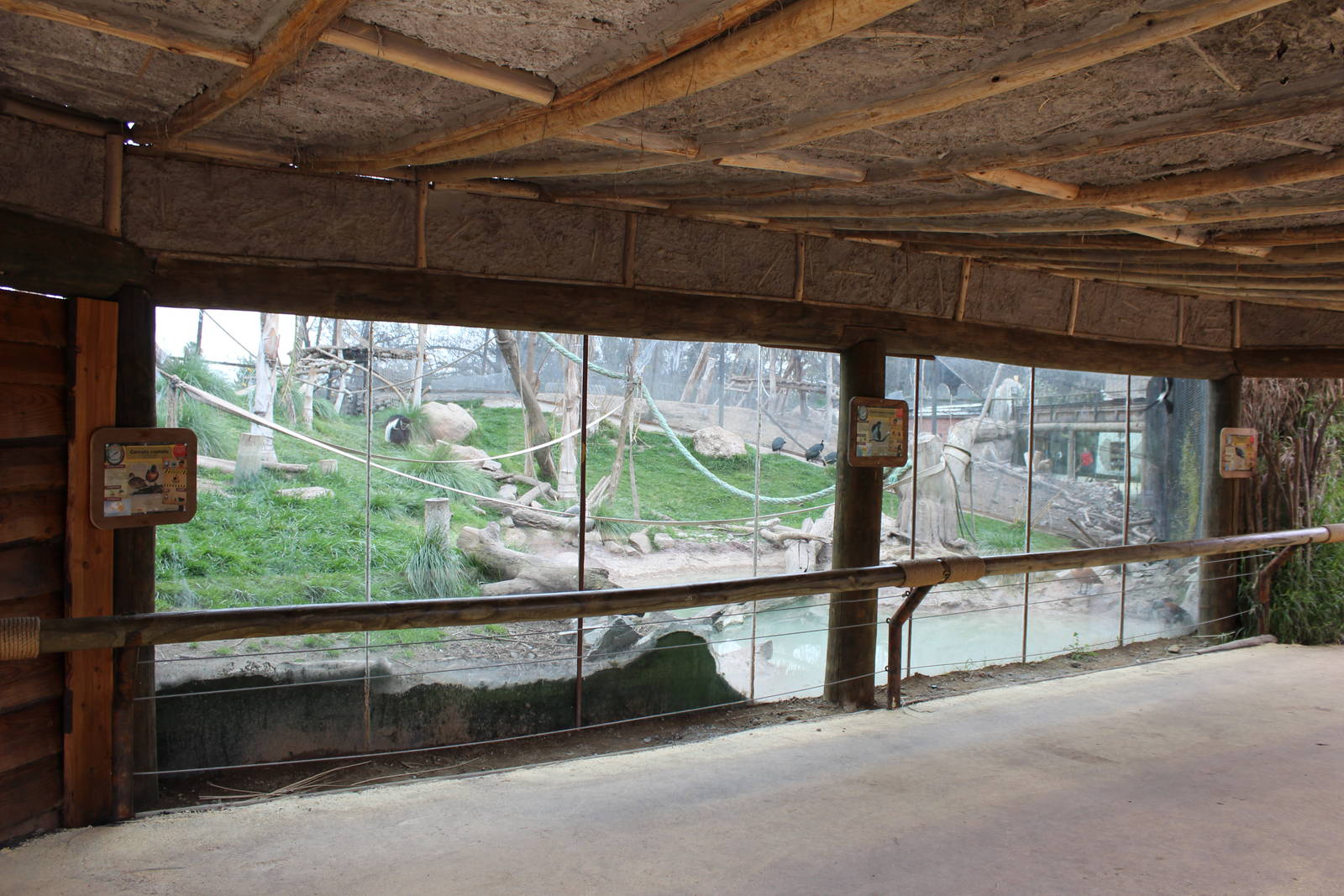 Buin Zoo - Mantled guereza, crested guineafowl and chestnut teal exhibit