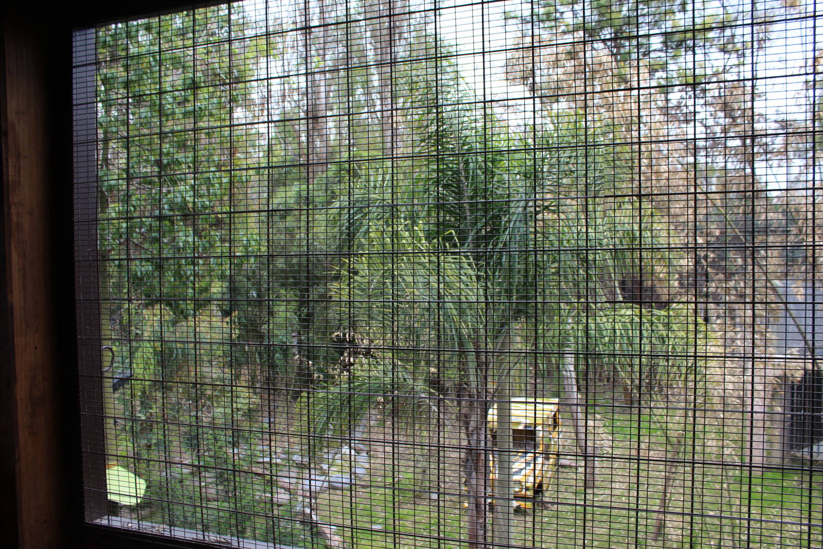 Buin Zoo - Tiger Exhibit
