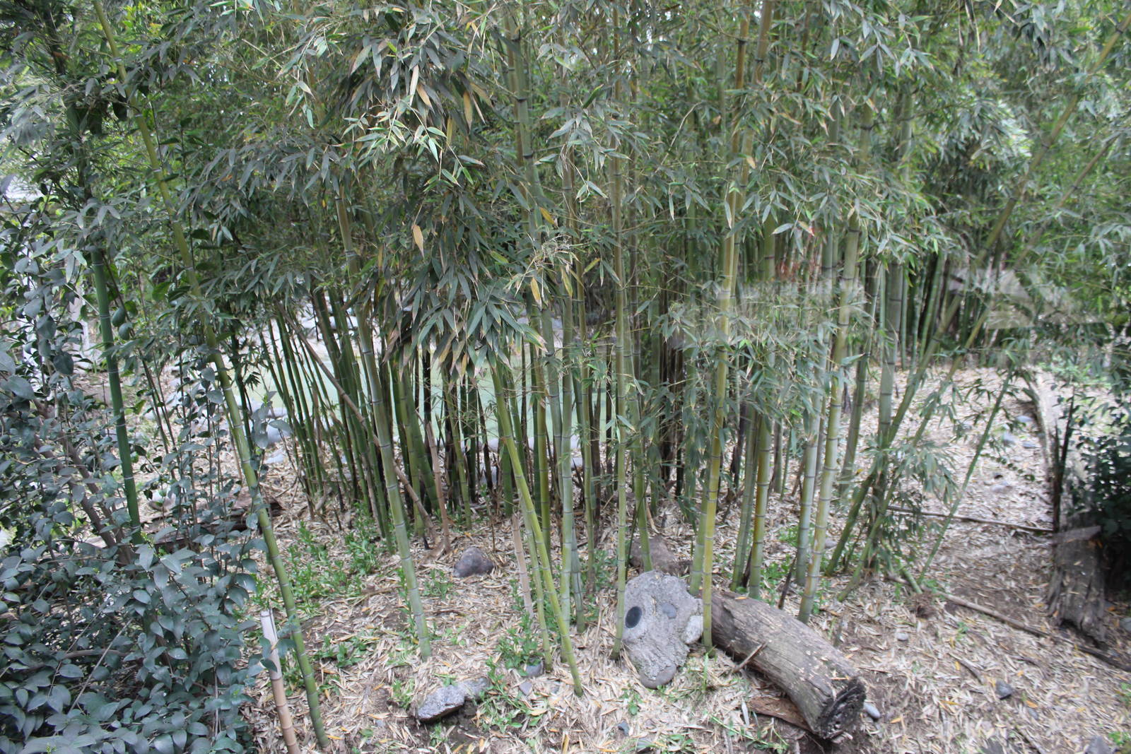 Buin Zoo - Tiger Exhibit