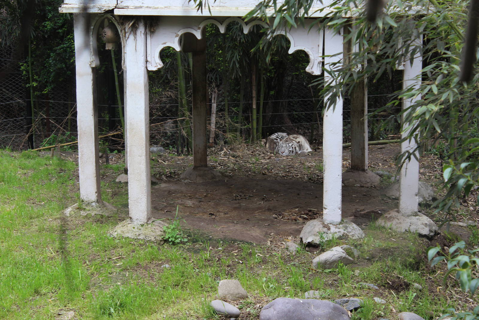 Buin Zoo - Tiger Exhibit