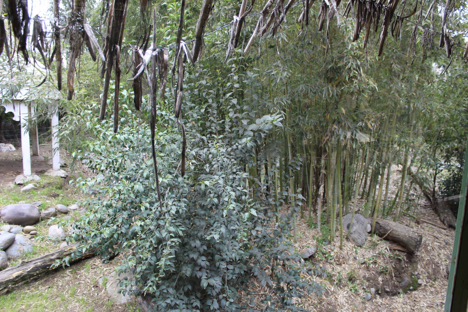 Buin Zoo - Tiger Exhibit