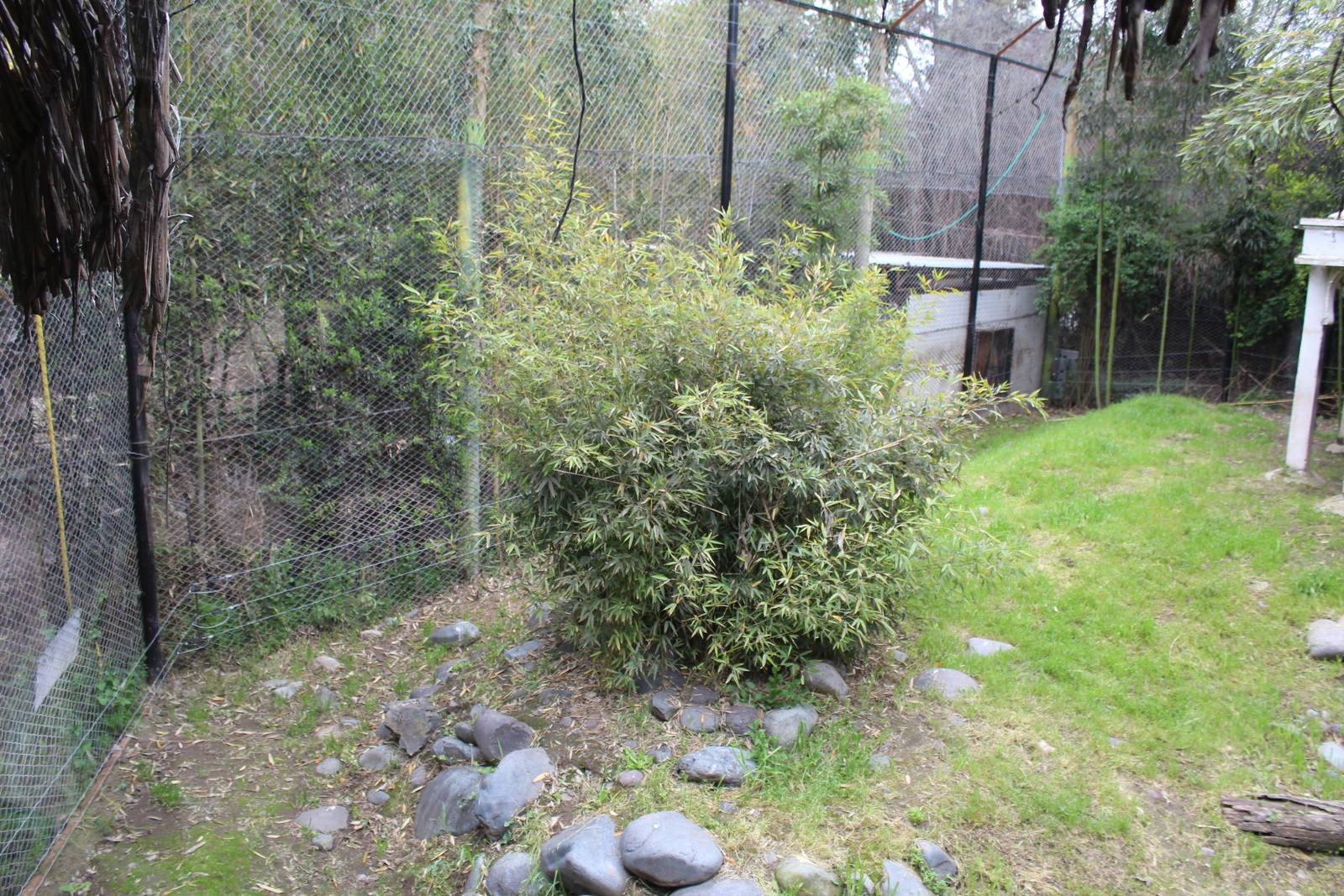 Buin Zoo - Tiger Exhibit