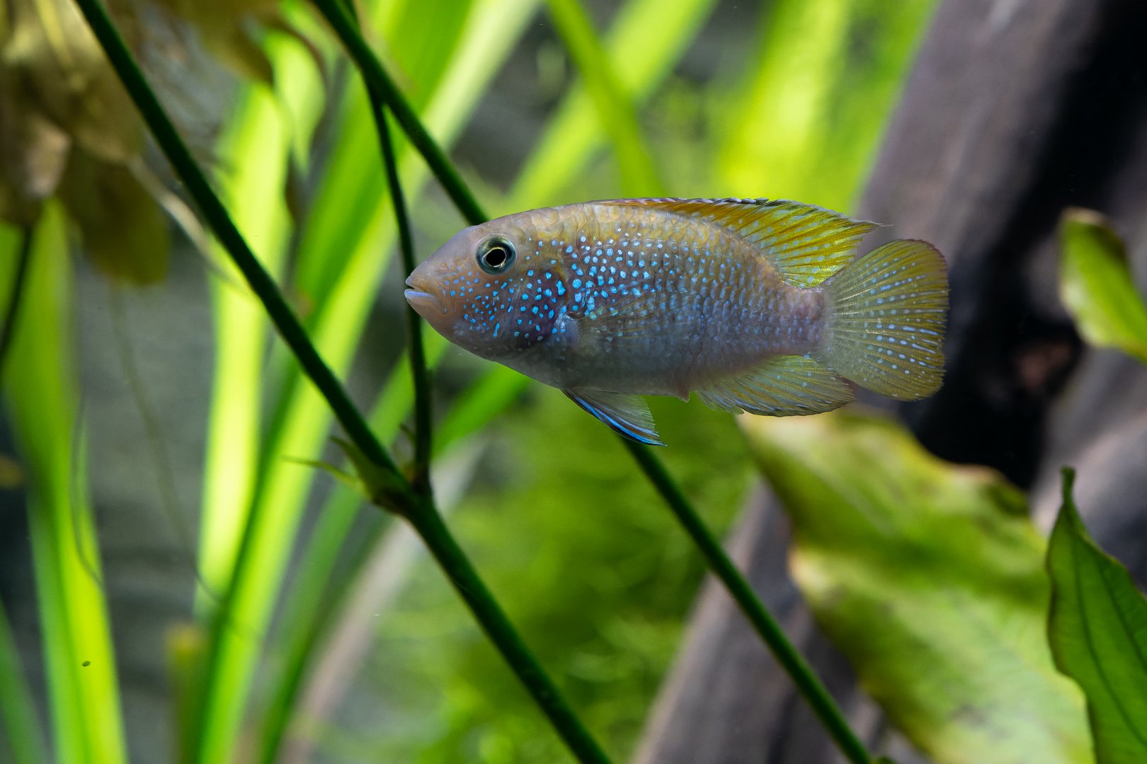 Bujurquina oenolaemus? - Zoo Leipzig