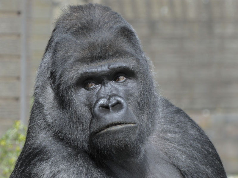 Bukavu - inquisitive